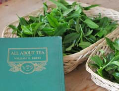 All about tea