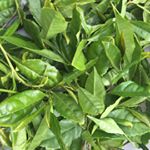 instagram page of fifeteagarden
