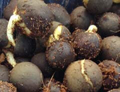 Tea seed