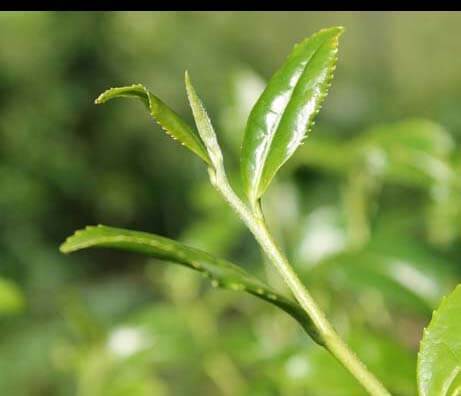 Tea leaf
